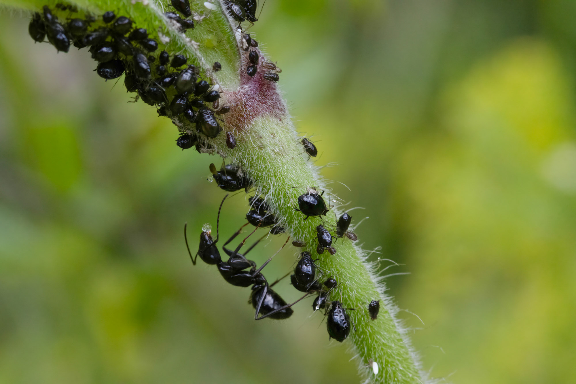 Camponotus aethiops